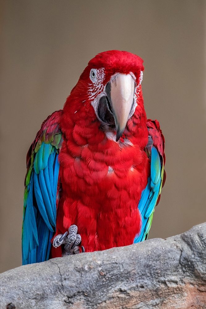 Scarlet Macaw art print by Jim Engelbrecht for $57.95 CAD